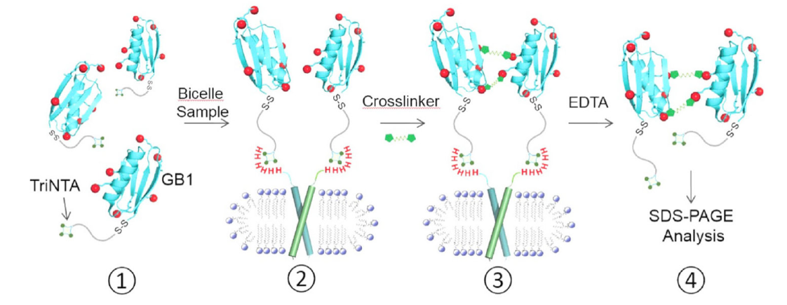跨膜结构域寡聚体的结构测定新要领，，，，，其中TriNTA通过yl23455永利合成