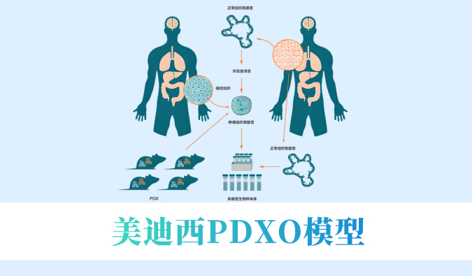 实验猴要退。。。。。？？？？肿瘤研发何去何从？？？？看yl23455永利PDXO模子怎样接棒