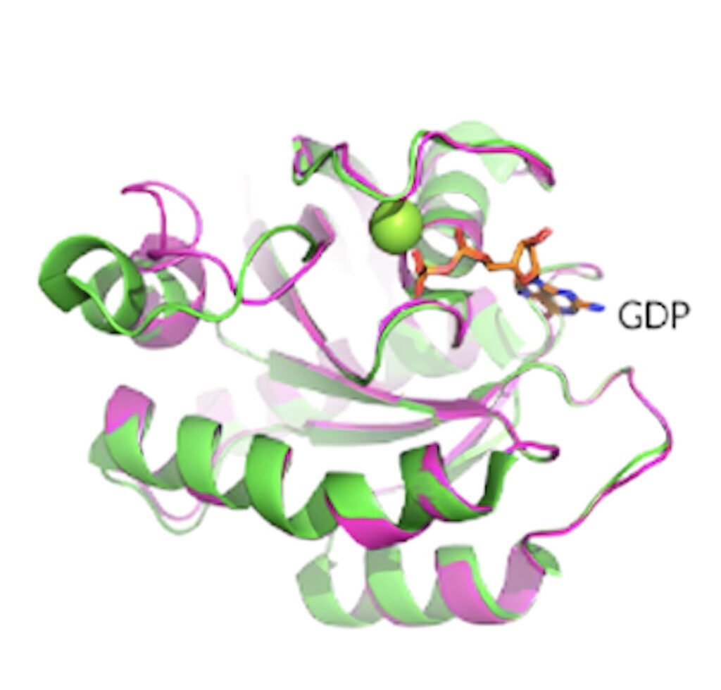 KRAS G12D晶体结构展现了卵白质的构象和 GDP 连系状态。。。。。。.jpeg